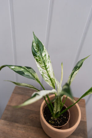 Spathiphyllum Picasso skrzydłokwiat