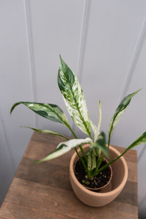 Spathiphyllum Picasso skrzydłokwiat