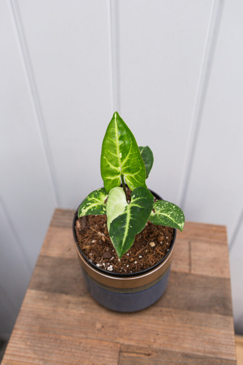 Syngonium Panda Syngonium Panda