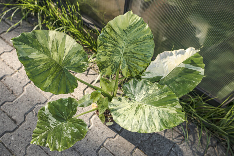 Alocasia Gageana Variegata