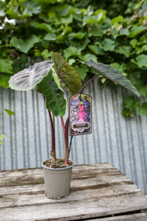 Colocasia esculenta Redemption