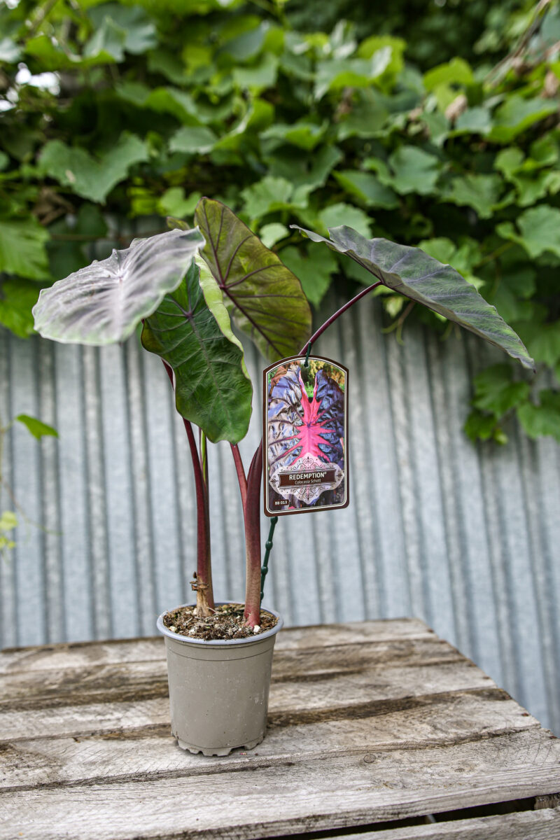 Colocasia esculenta Redemption