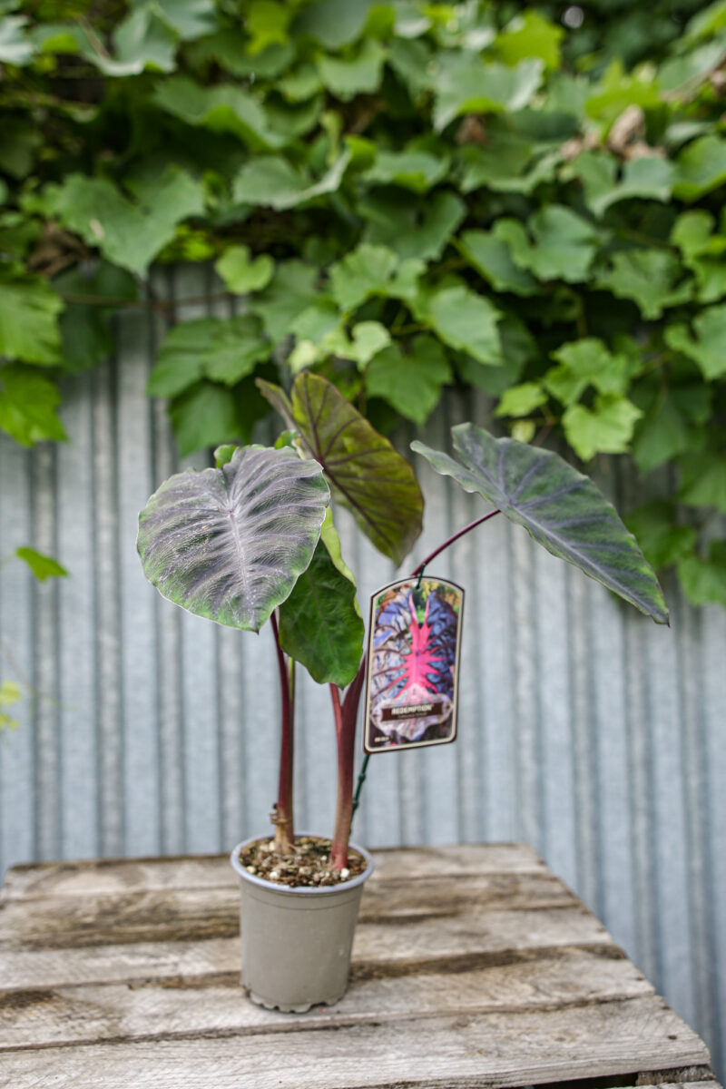 Colocasia esculenta Redemption