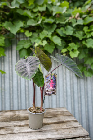 Colocasia esculenta Redemption