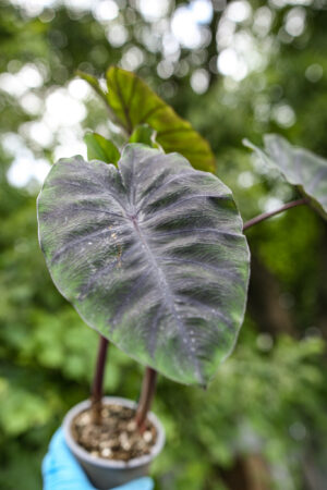 Colocasia esculenta Redemption
