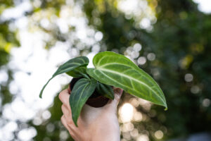 Anthurium Villenaorum