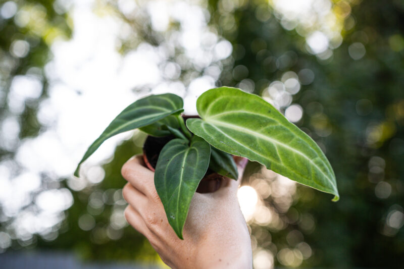 Anthurium Villenaorum