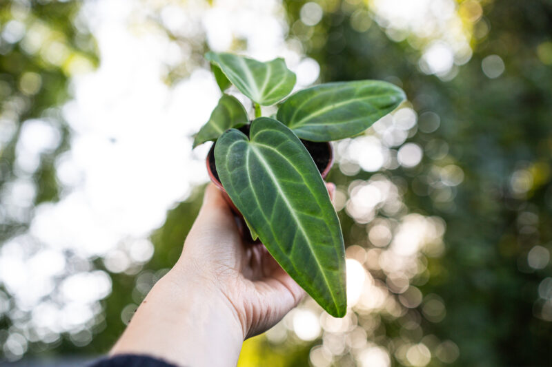 Anthurium Villenaorum