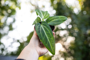 Anthurium Villenaorum