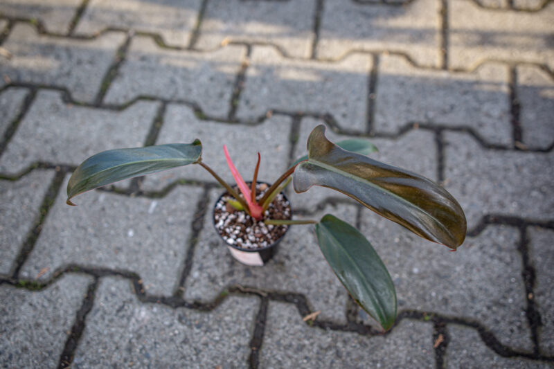 Philodendron florida bronze
