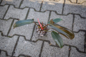 Philodendron florida bronze