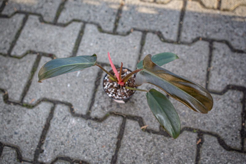 Philodendron florida bronze