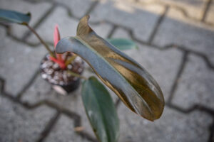 Philodendron florida bronze