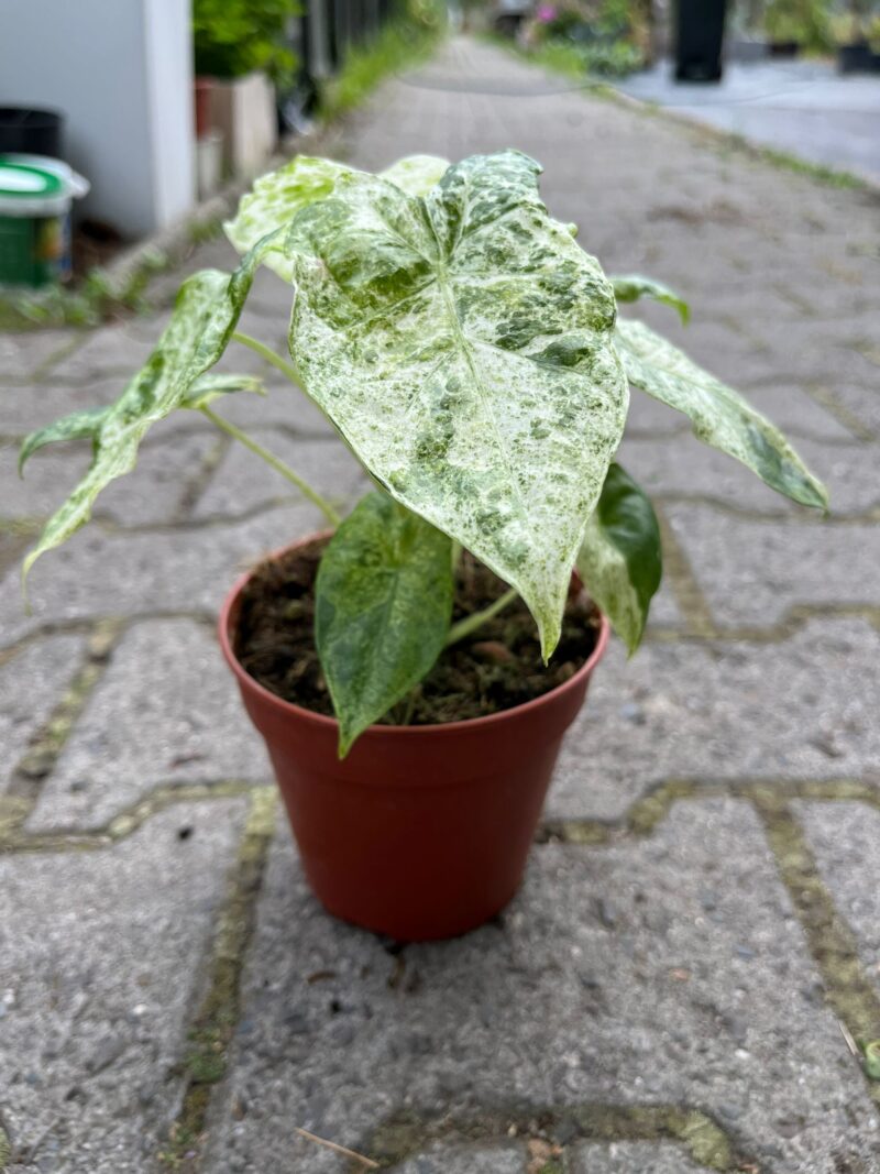 Alocasia Macrorrhiza Variegata Splash