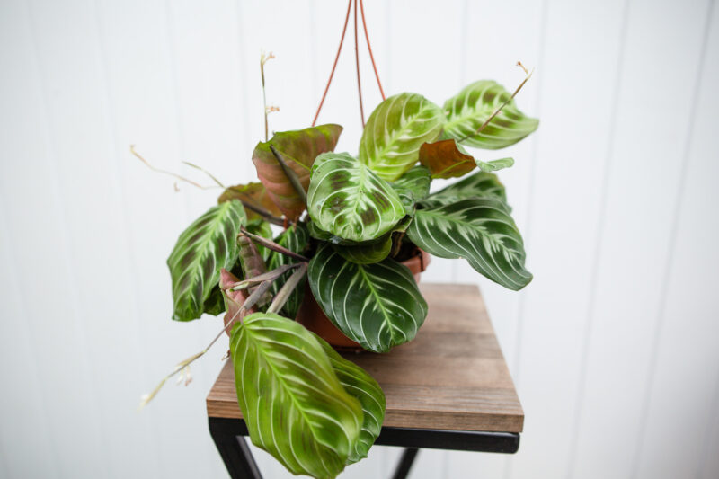 Maranta NoID
