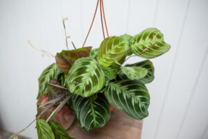 Maranta NoID