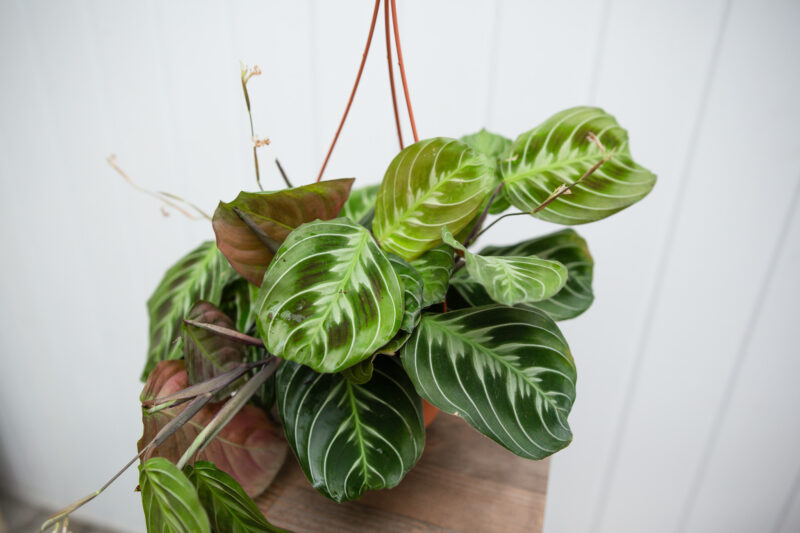 Maranta NoID