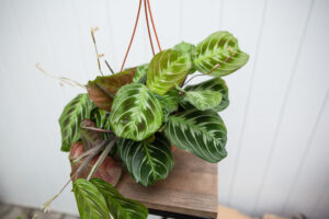 Maranta NoID
