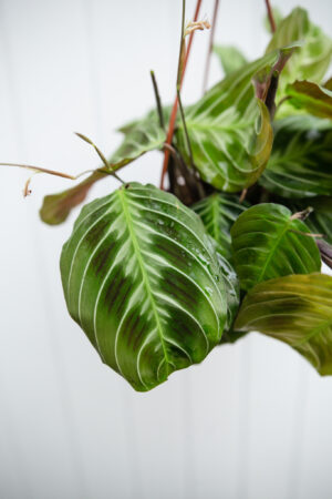 Maranta NoID