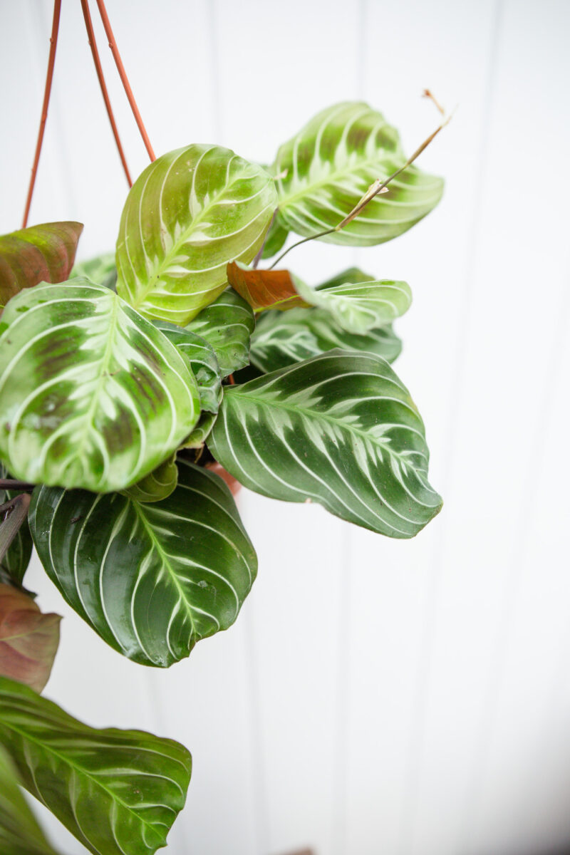 Maranta NoID
