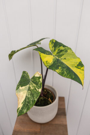 xanthosoma violaceum variegated