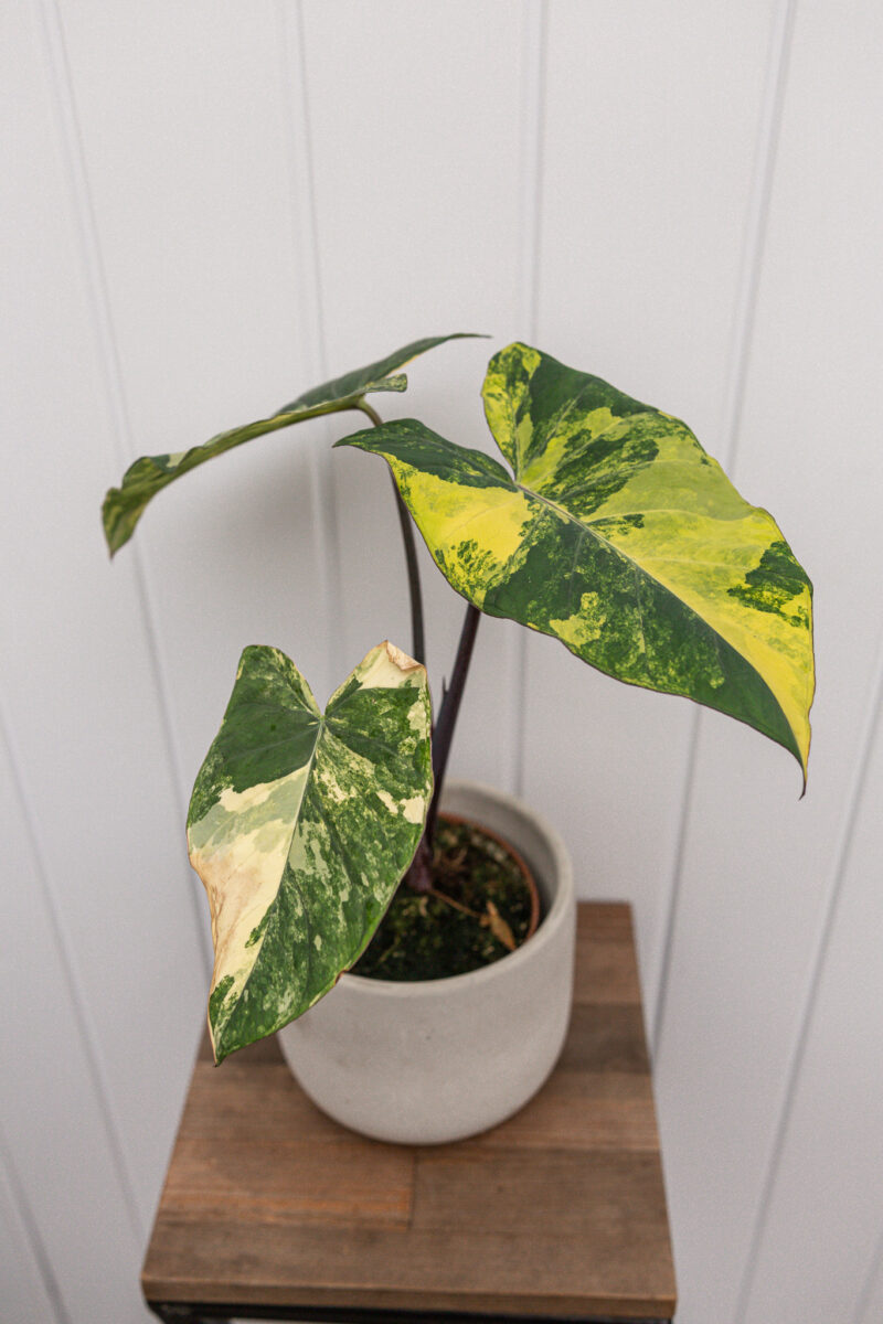 xanthosoma violaceum variegated