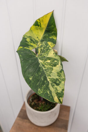 xanthosoma violaceum variegated