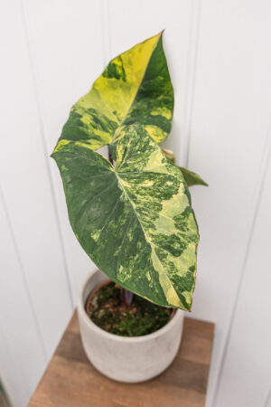 xanthosoma violaceum variegated