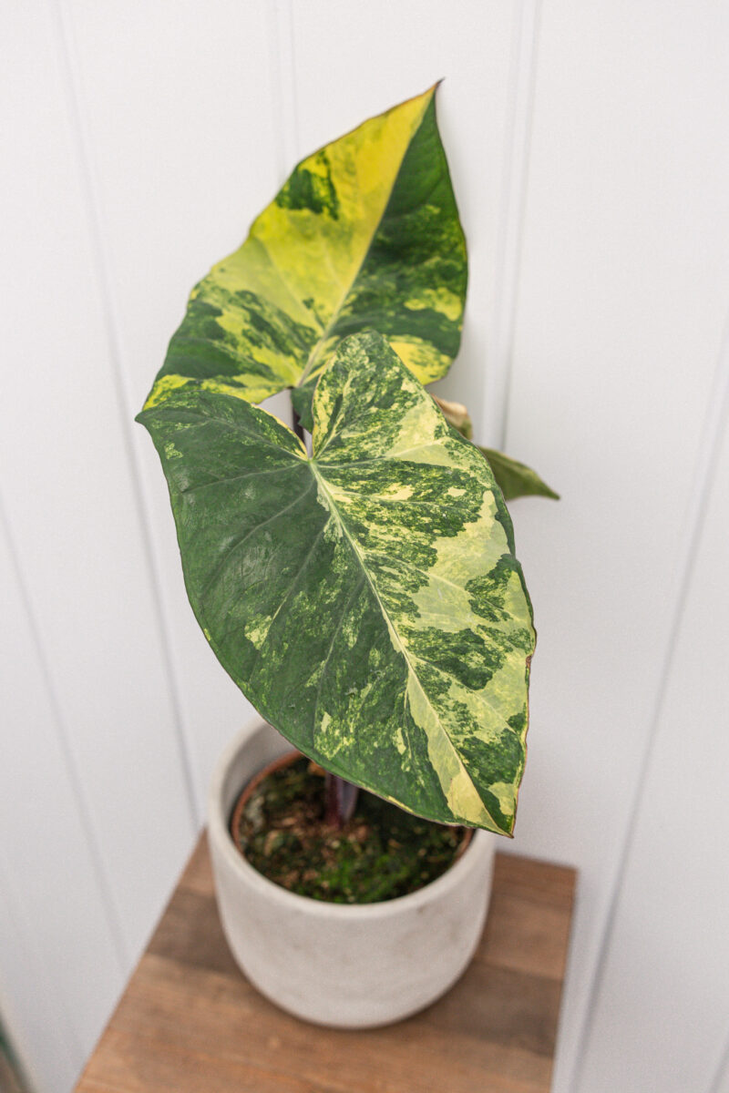 xanthosoma violaceum variegated