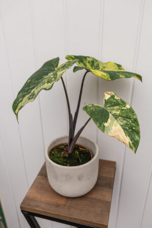 xanthosoma violaceum variegated