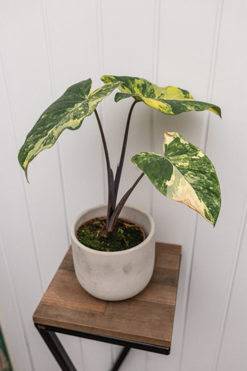 xanthosoma violaceum variegated