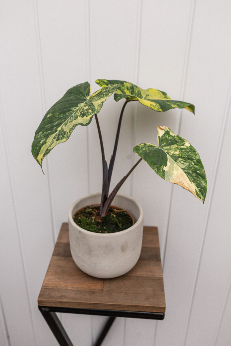 xanthosoma violaceum variegated