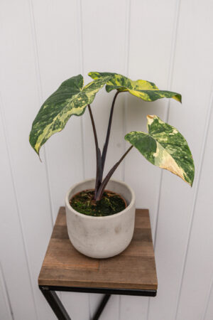 xanthosoma violaceum variegated