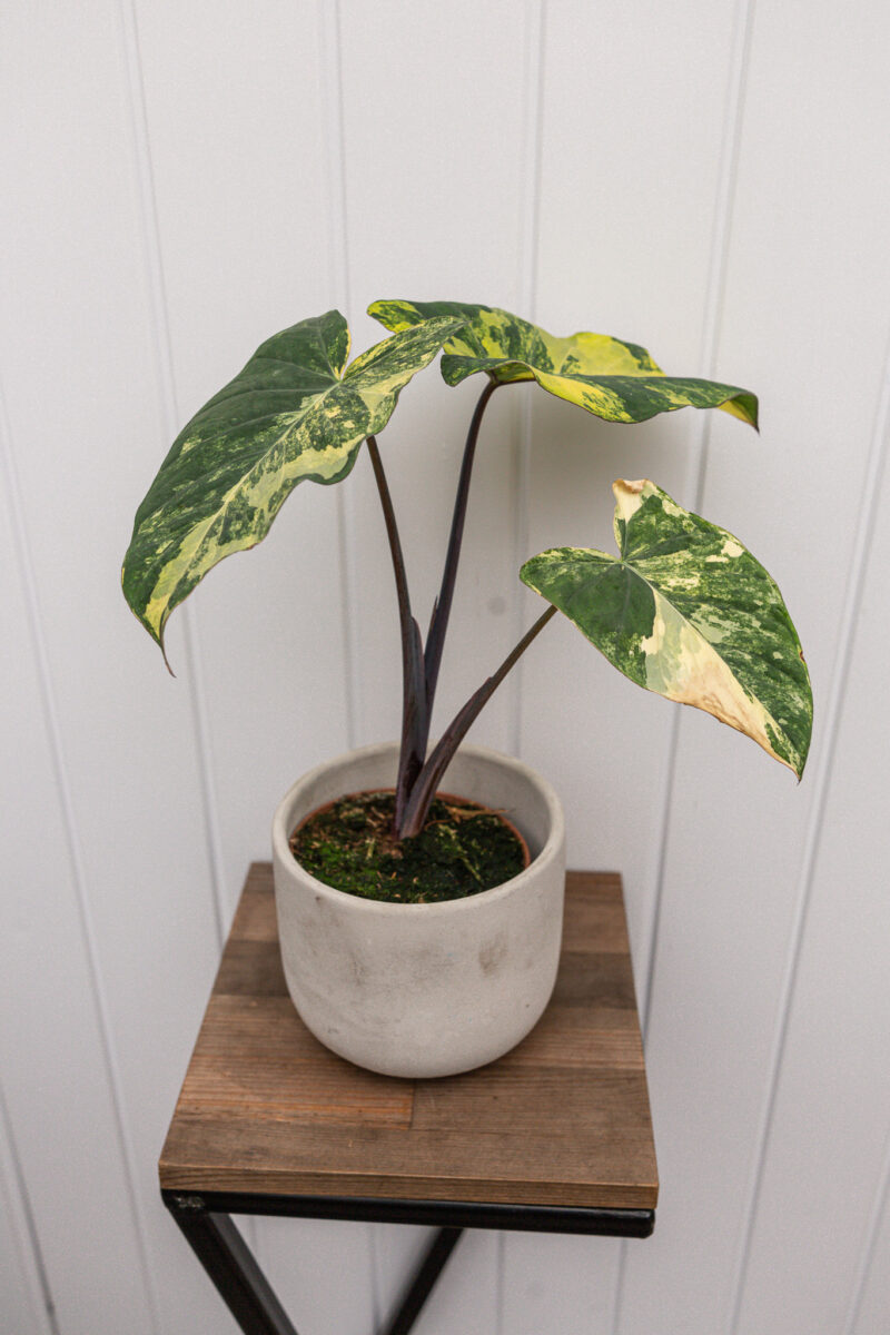 xanthosoma violaceum variegated
