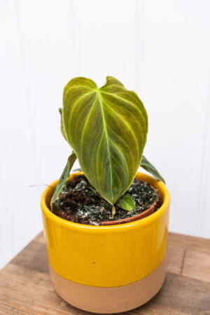 Philodendron Glorious