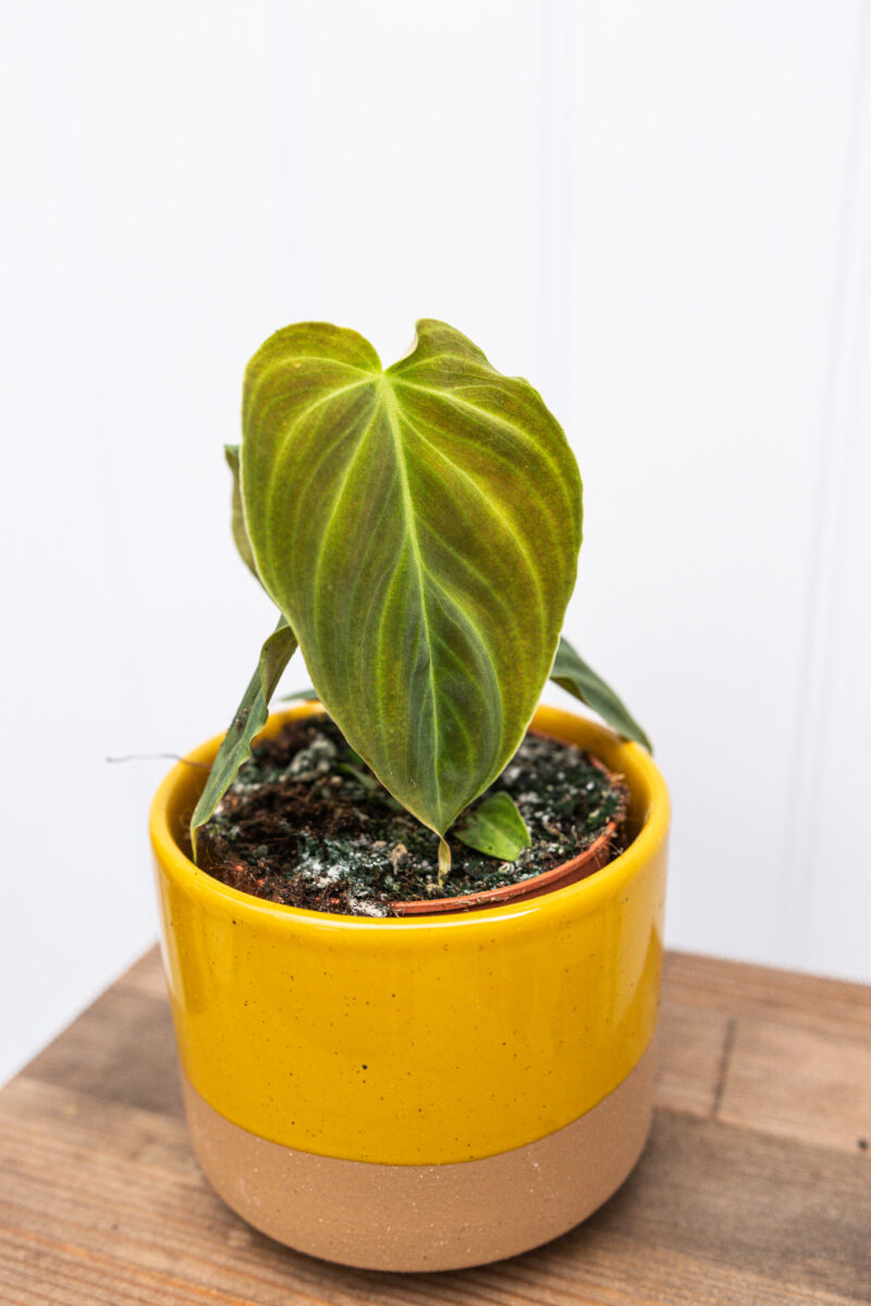 Philodendron Glorious