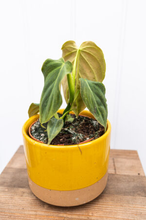 Philodendron Glorious