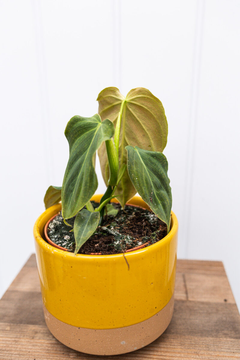 Philodendron Glorious