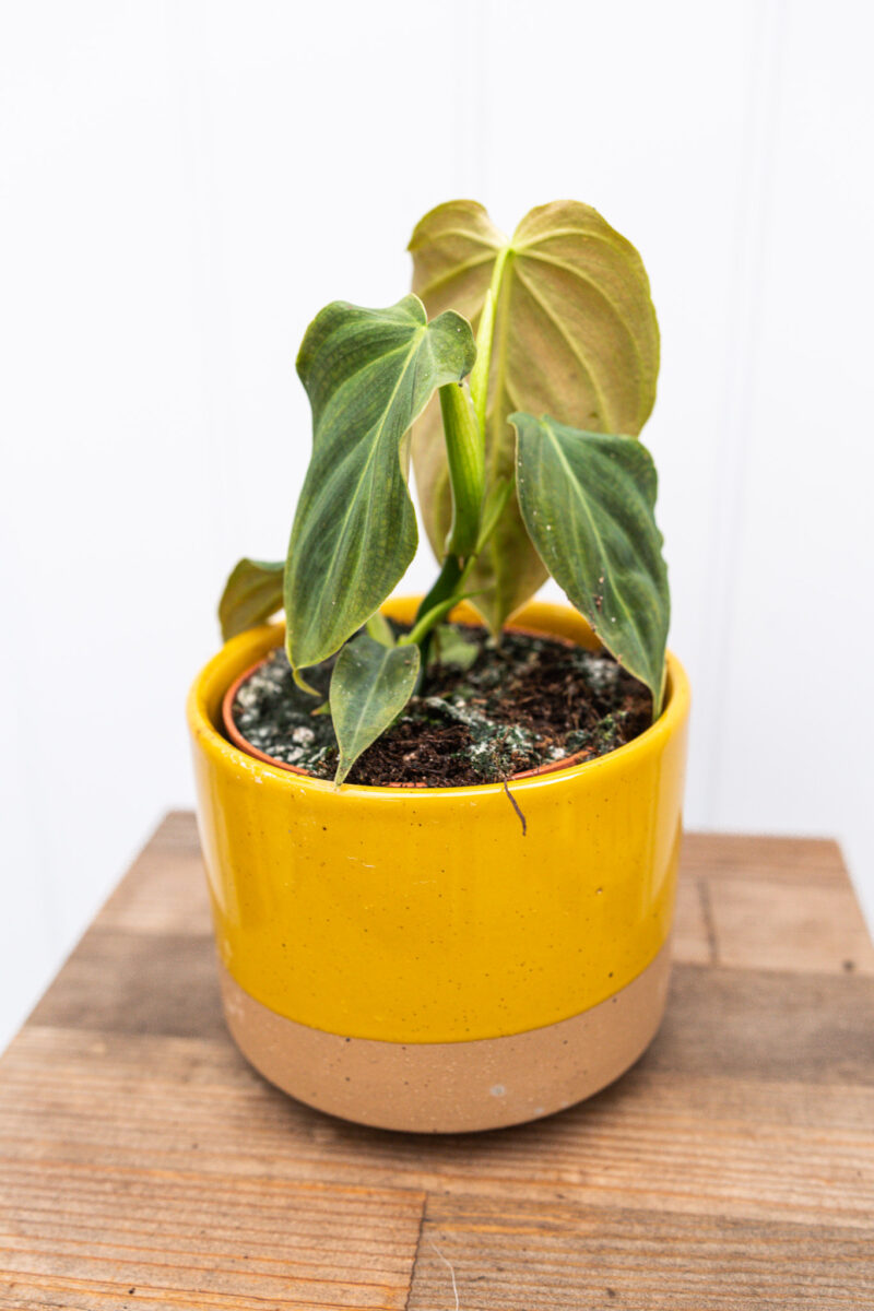 Philodendron Glorious