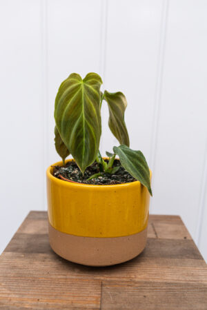 Philodendron Glorious