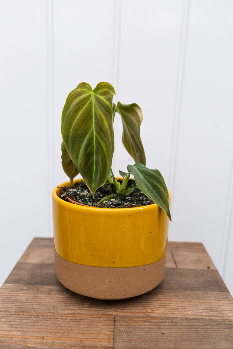 Philodendron Glorious