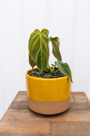 Philodendron Glorious