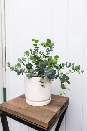 Eukaliptus  Silver Dollar