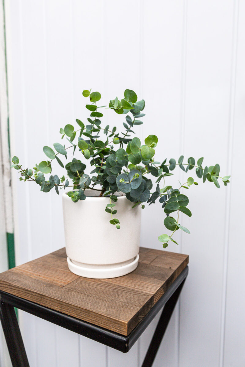 Eukaliptus  Silver Dollar