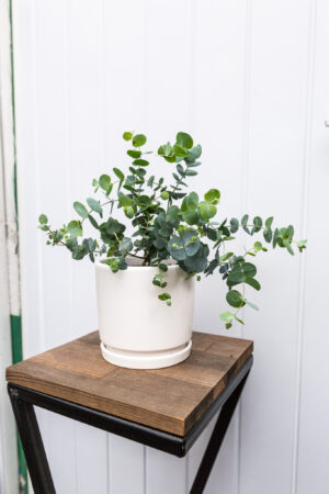 Eukaliptus  Silver Dollar