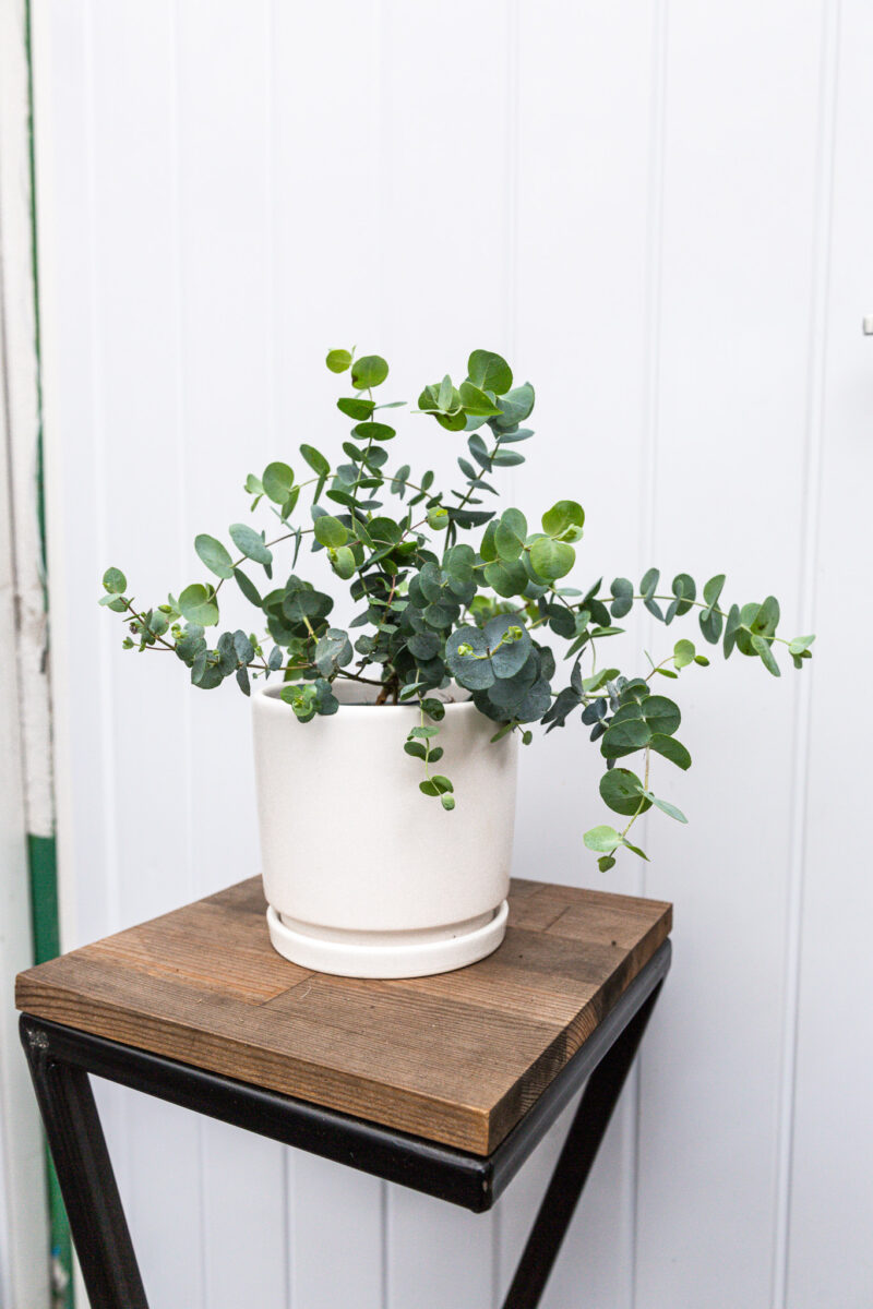 Eukaliptus  Silver Dollar