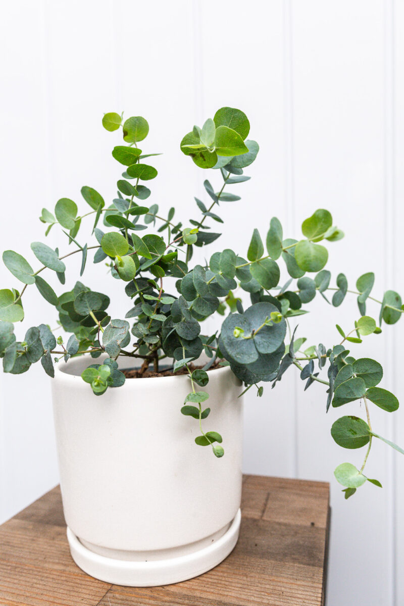 Eukaliptus  Silver Dollar