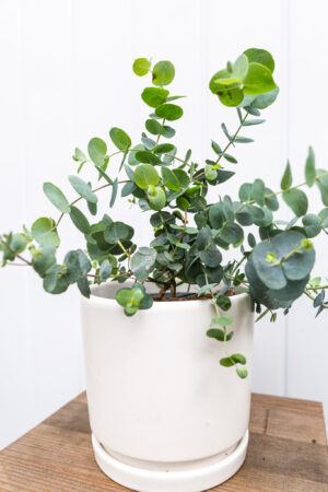 Eukaliptus  Silver Dollar