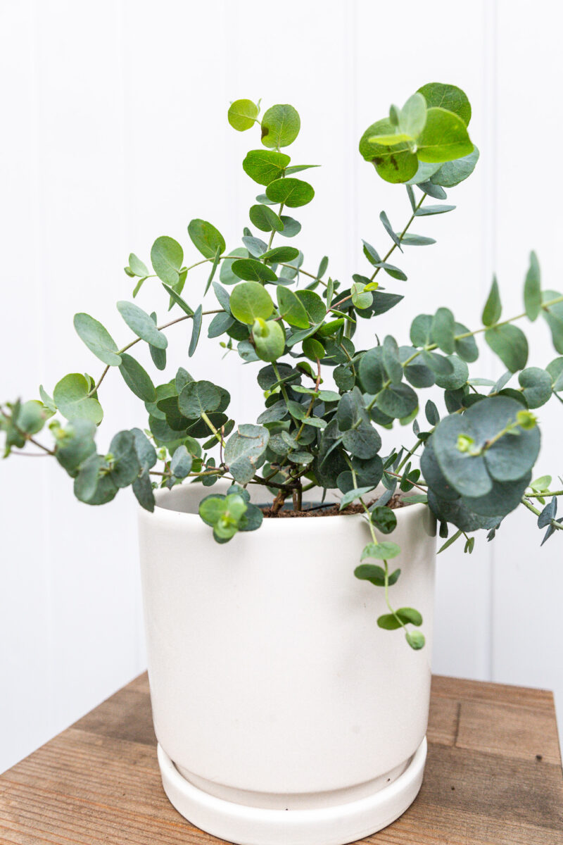 Eukaliptus  Silver Dollar