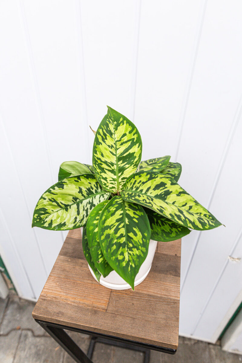 Homalonema Camouflage